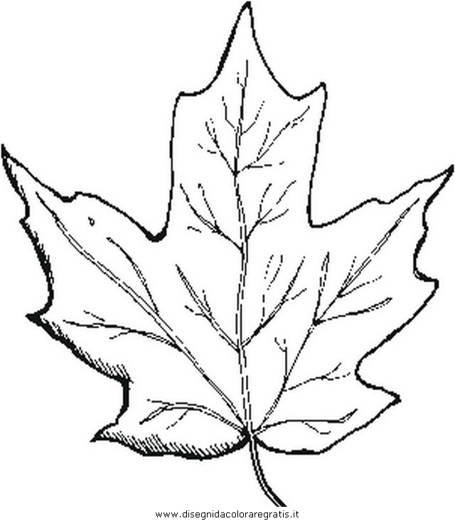 misti/giardino/maple leaf.JPG